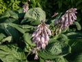 Hosta Ã¢â¬Â²Blue UmbrellasÃ¢â¬Â² with giant, blue-green, thick-textured, corrugated, heart shaped leaves Royalty Free Stock Photo